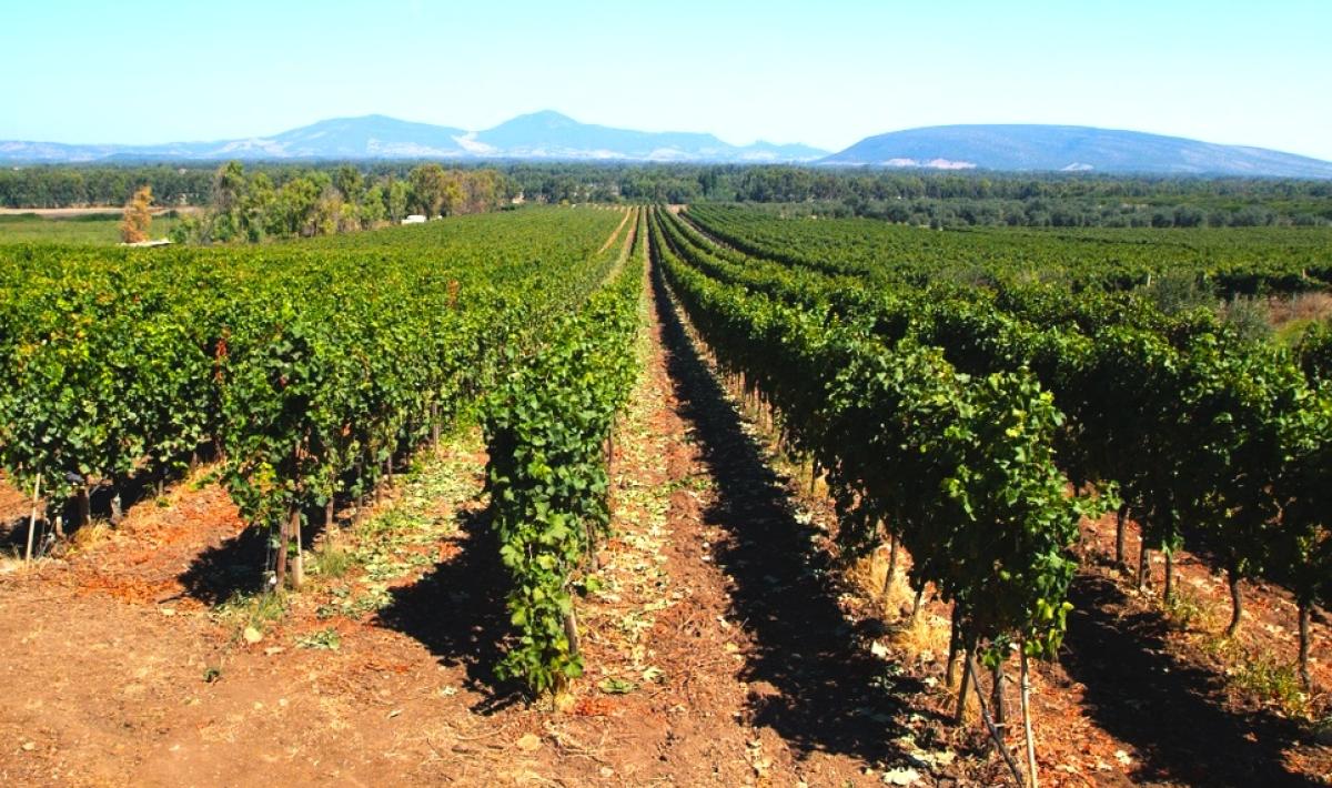 usini vitigno_vermentino_-_nurra_