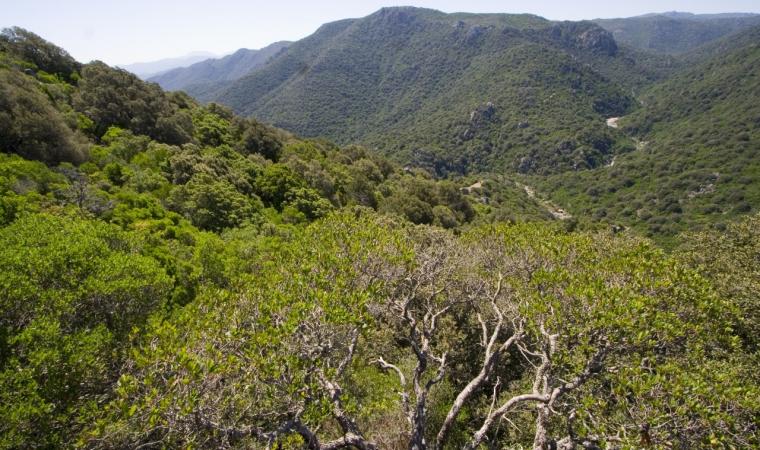 Foresta Sos Littos