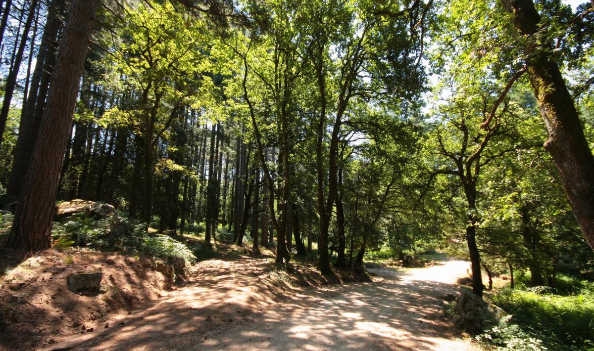 bosco_di_tassi_bultei_digital