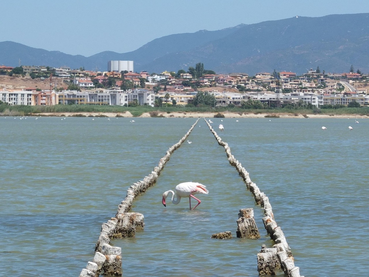 flamingo-411987_1280